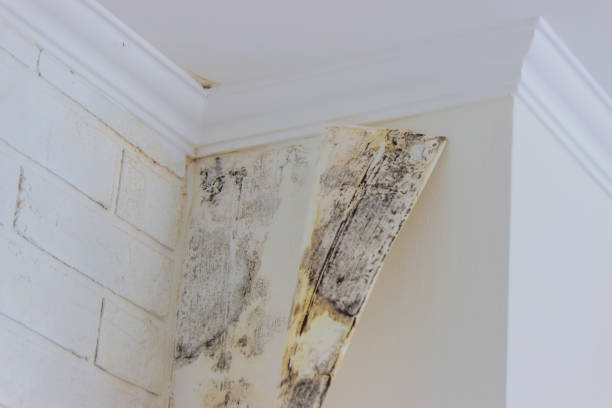 Trusted Cullman, AL Mold Removal Experts